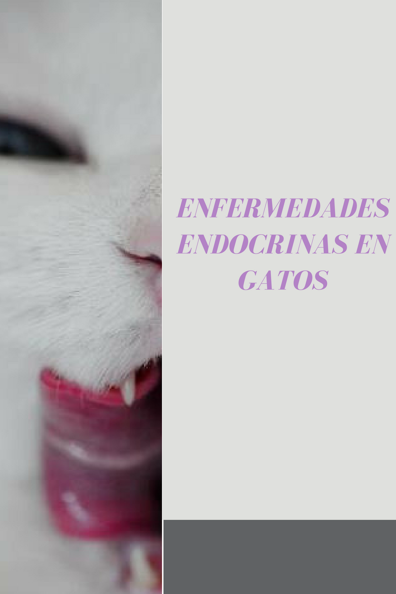 Enfermedades endocrinas en gatos