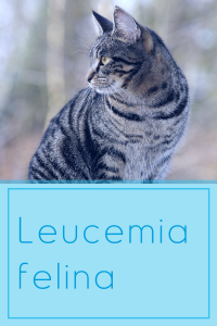 Leucemia felina