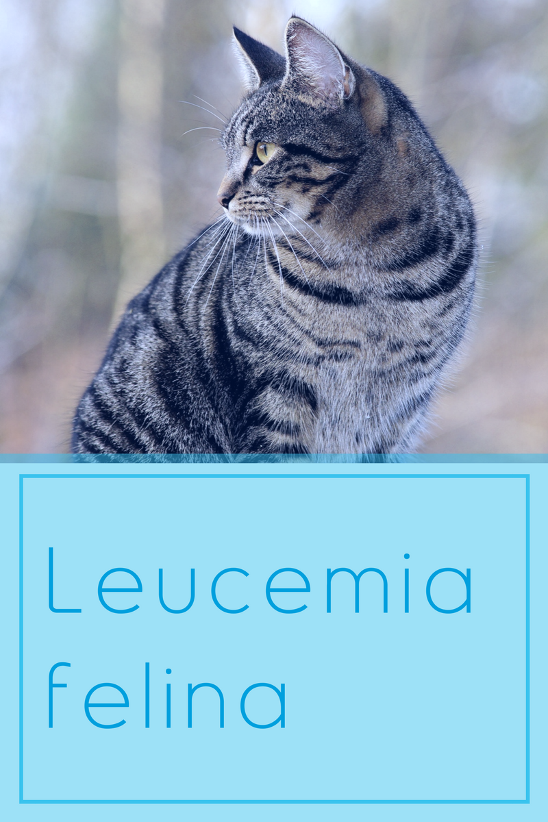 Leucemia felina