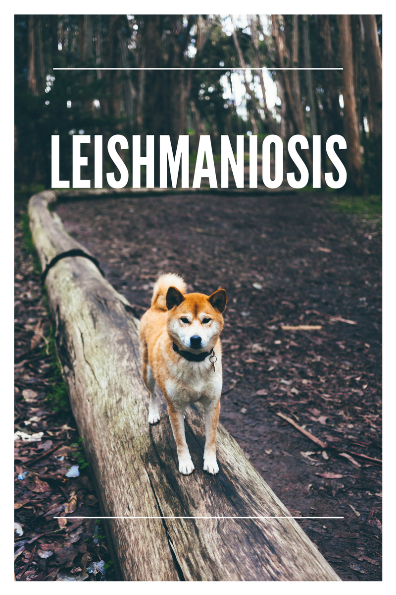 Leishmaniosis canina