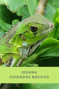 Iguanas veterinario exóticos
