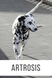 artrosis en perros