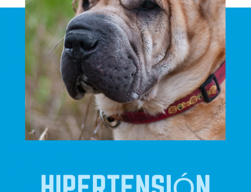 Hipertensión en perros y gatos