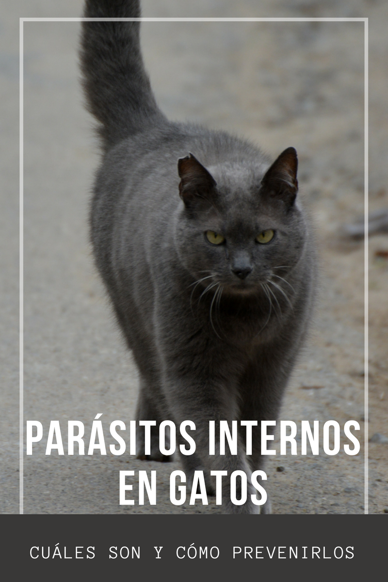 parásitos internos gatos Centro Veterinario Bormujos