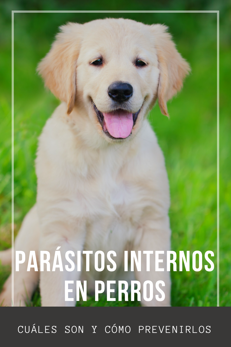 parásitos internos perro centro veterinario bormujos
